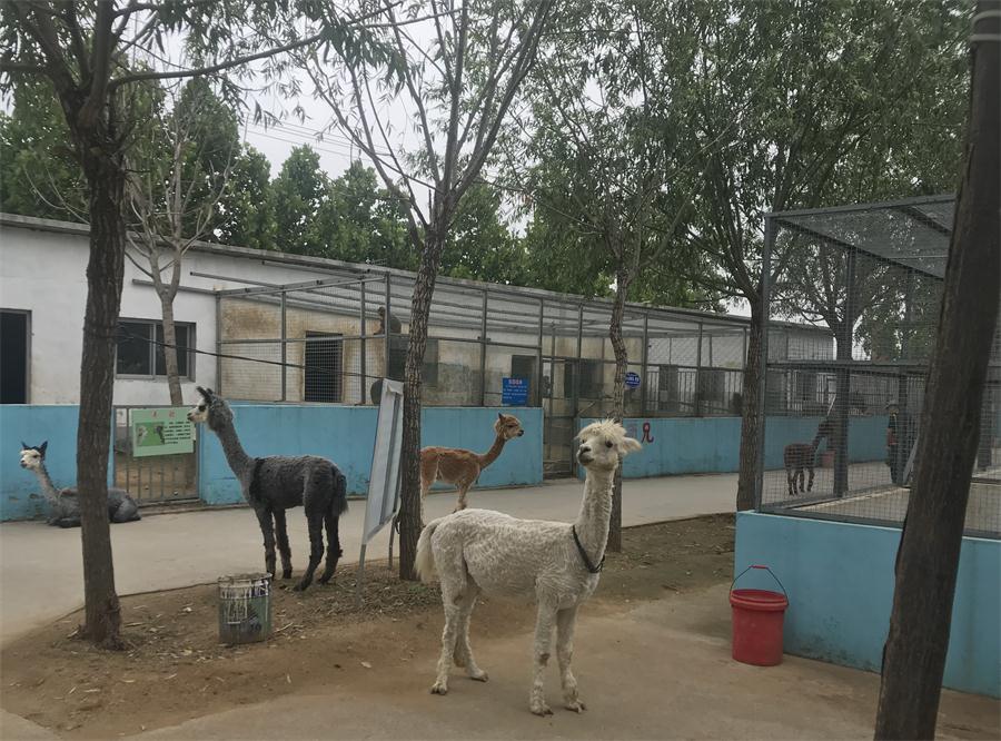 天鵝湖風(fēng)景區(qū)（泰山）速覽！(圖4)