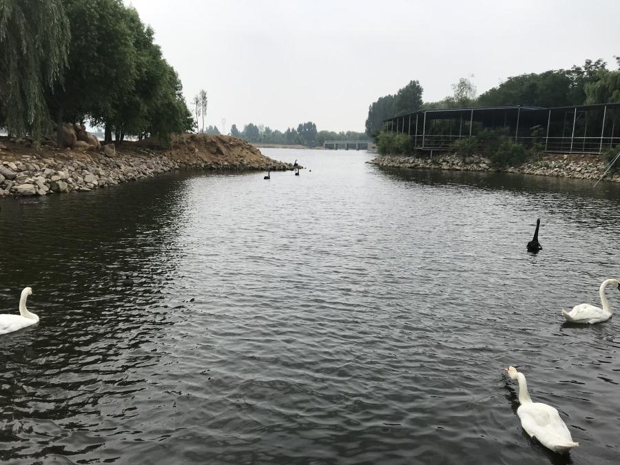 天鵝湖風(fēng)景區(qū)（泰山）速覽！(圖14)