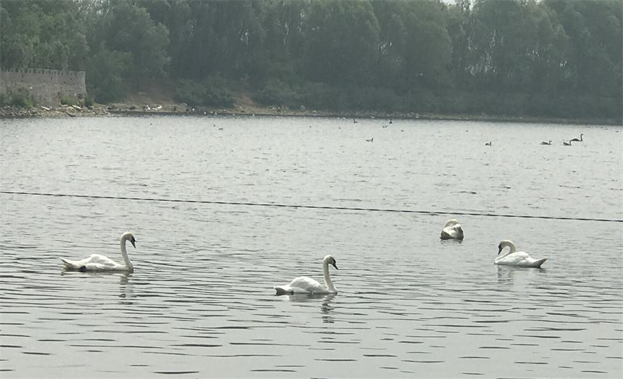 天鵝湖風(fēng)景區(qū)（泰山）速覽！(圖18)