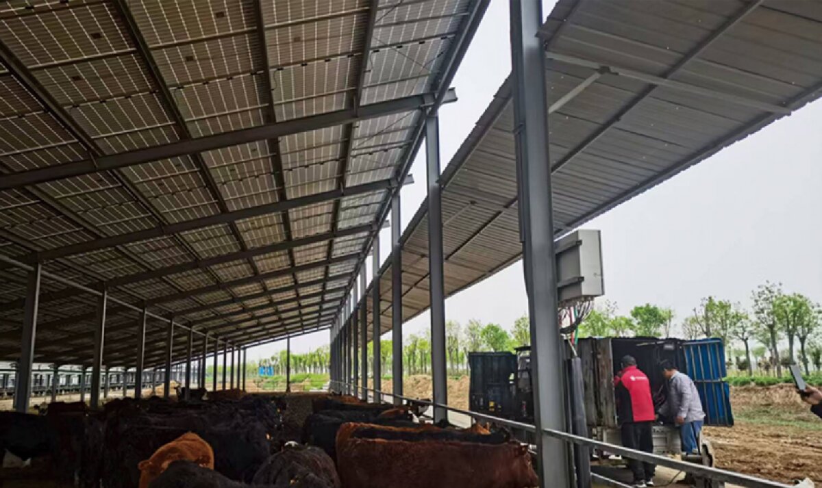 信橋鋼構(gòu)：打卡蒙陰農(nóng)業(yè)溫室大棚、青州黑牛養(yǎng)殖基地！(圖4)