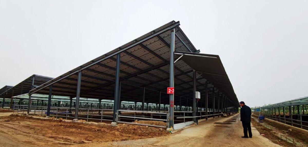 信橋鋼構(gòu)：打卡蒙陰農(nóng)業(yè)溫室大棚、青州黑牛養(yǎng)殖基地！(圖5)